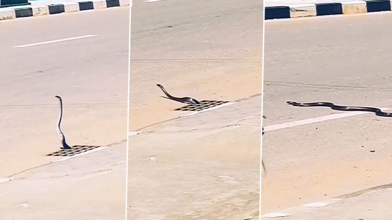 Viral Video: नाले से फन फैलाए निकला काला नाग, सड़क पार करते समय सांप के साथ हुआ कुछ ऐसा, देखें वीडियो