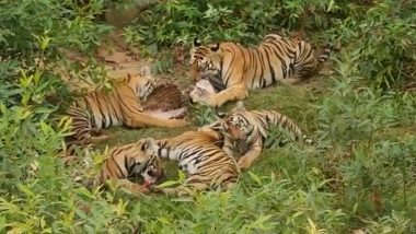 Kerala: केरल के अट्टापदी में बाघ ने बकरी को दबोचा, स्थानीय लोगों ने वन विभाग से की शिकायत