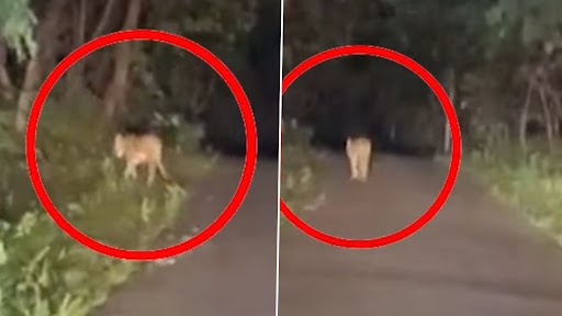Tiger Found on Road: वर्धा में सड़क पर टहलता हुआ मिला बाघ, देखें वायरल वीडियो