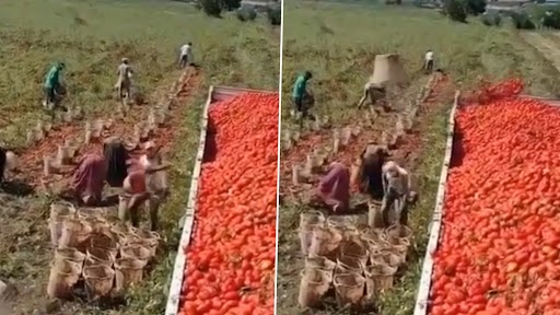 Viral Video: ट्रक पर टमाटर लोड करने के लिए शख्स ने लगाया गजब का जुगाड़, वीडियो देख हो जाएंगे दंग