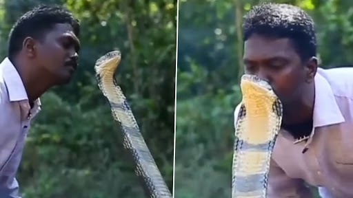 Man Kisses Cobra On Head: शख्स ने किंग कोबरा को सिर पर किस किया किस, वीडियो देख लगेगा शॉक