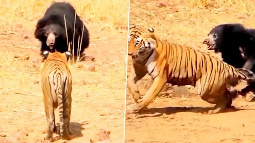 Viral Video: जंगल में भालू और टाइगर के बीच हुई जमकर लड़ाई, देखें कौन जीता और कौन हारा