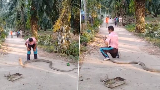 थाईलैंड के इस स्वयंसेवक कार्यकर्ता ने विशालकाय कोबरा को अपने नंगे हाथों से पकड़ा, देखें भयानक वीडियो