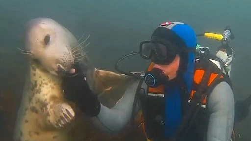  स्कूबा डाइवर ने पानी के नीचे क्यूट सील से की दोस्ती, जबरदस्त अटैचमेंट का क्लिप वायरल