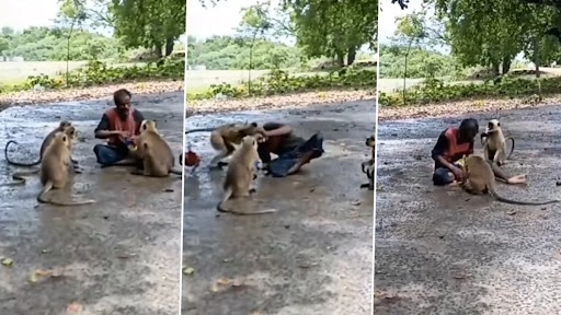 चिप्स का पैकेट देने से मना करने पर बंदर ने खींचे शख्स के बाल 