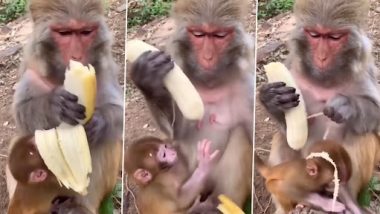 Viral Video: अपने बच्चे के लिए मम्मी बंदर ने छिले केले, इमोशनल वीडियो वायरल