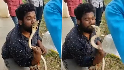 Man Tries to Kiss King Cobra: कोबरा पकड़ने के बाद शख्स ने उसे Kiss करने की कोशिश की, सांप ने होंठ पर डंसा, देखें वीडियो
