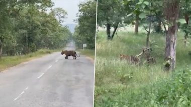 Video: मध्य प्रदेश के वन अभ्यारण्य में बाघ के साथ सेल्फी लेने की कोशिश करते दिखे लोग, भयावह वीडियो वायरल