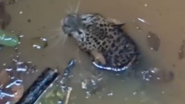 Leopard Trapped in Well: कुवे में घंटों तक फंसा रहा तेंदुआ, ऐसे किया गया रेस्क्यू