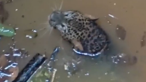 Leopard Trapped in Well: कुवे में घंटों तक फंसा रहा तेंदुआ, ऐसे किया गया रेस्क्यू