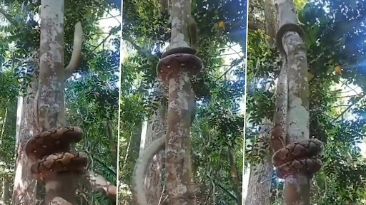 Viral Video: पेड़ पर चढ़ते हुए विशाल अजगर का क्लिप वायरल, वीडियो देख हो जाएंगे मंत्रमुग्ध