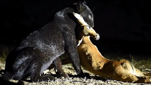 Black Leopard Hunts Deer: काले तेंदुए ने रात के अंधेरे में किया हिरण का शिकार, वीडियो वायरल