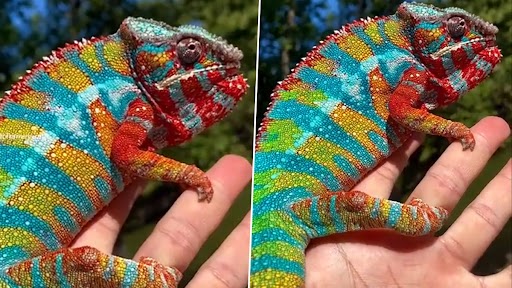 Rare Panther Chameleon: इंटरनेट पर वायरल हुआ रंगीन पैंथर गिरगिट का वीडियो, कभी नहीं देखा होगा ऐसा प्राणी