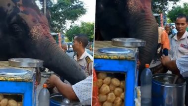 Elephant Eating Pani Puri: गुवाहाटी में पानी पूरी खाते हुए हाथी का क्लिप वायरल, देखें क्यूट वीडियो