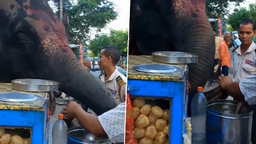 Elephant Eating Pani Puri: गुवाहाटी में पानी पूरी खाते हुए हाथी का क्लिप वायरल, देखें क्यूट वीडियो