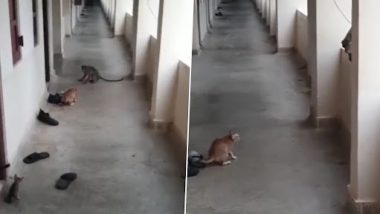 Cat-Monkey Fight: बिल्ली और बंदर के बीच हुआ टशन, जानें किसने मारी बाजी, कौन डरा