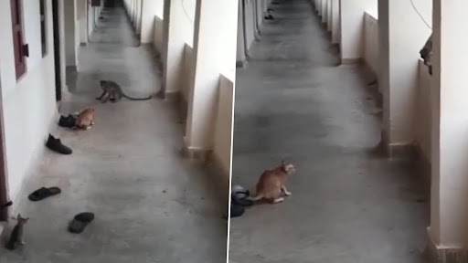 Cat-Monkey Fight: बिल्ली और बंदर के बीच हुआ टशन, जानें किसने मारी बाजी, कौन डरा