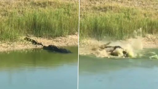 पानी में से छिपकर मगरमच्छ ने अजगर पर किया हमला, देखें कौन हारा और कौन जीता