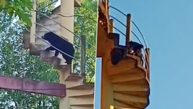 Viral Video: मधुमक्खियों के छत्ते से शहद लेने के लिए पानी की टंकी पर चढ़ा भालू, देखें वायरल वीडियो