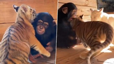 Video: बाघ के शावकों को गले लगाने वाले चिंपैंजी के बच्चे का मनमोहक क्लिप वायरल, देखें वायरल वीडियो