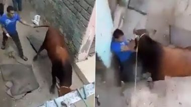 Karma! शख्स ने गाय को लात और घुसे से पीटा, गुस्से में बेजुबान जानवर ने भी कर दी धुनाई, देखें वीडियो