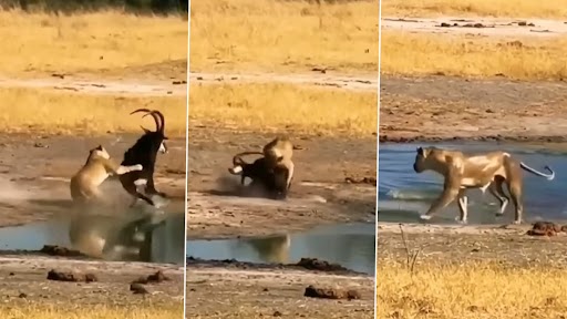 Viral Video: शेरनी के हमले से बचने के लिए मृग ने अपने घुमावदार सींगों का किया कुछ ऐसे इस्तेमाल, दूम दबाकर भागी Lioness