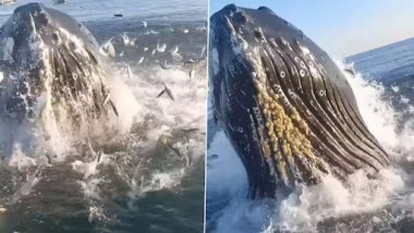 Giant Humpback Whale: फिशिंग के दौरान पिता और बेटे ने देखी विशाल हम्पबैक फिश, मछली देखने के बाद दोनों की कांप गई रूह