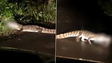 Crocodile on Road: सिंधुदुर्ग में सड़क पर दिखा मगरमच्छ, नागरिकों में भय का माहौल, देखें वीडियो