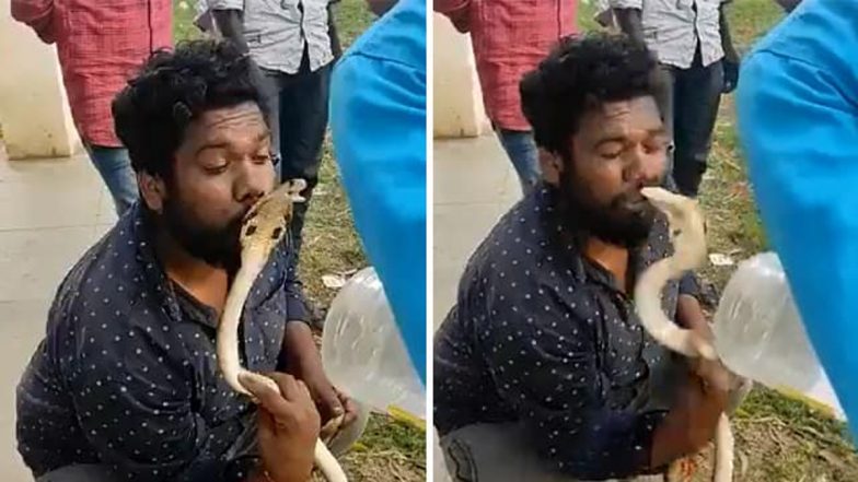 VIDEO: खतरनाक स्टंटबाजी! सांप को किस करने लगा युवक, पलटकर नागराज ने होठों पर काटा