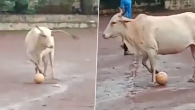 Viral Video: गजब! गाय पर चढ़ा FIFA का बुखार, लड़कों के साथ फुटबॉल खेलने का वीडियो वायरल