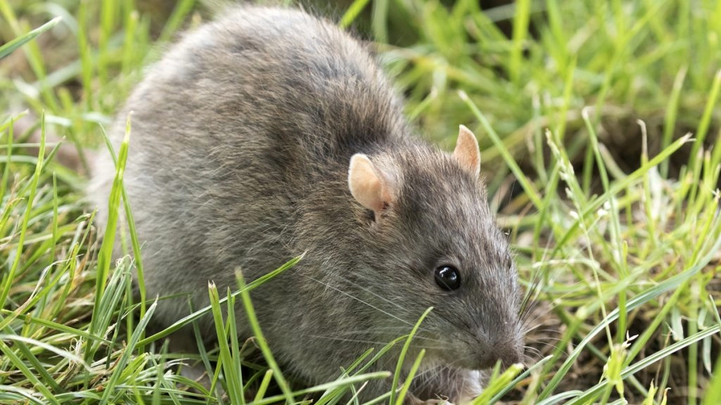 UP: चूहे को पानी में डुबोकर मारा, 10 घंटे तक खानी पड़ी जेल की हवा