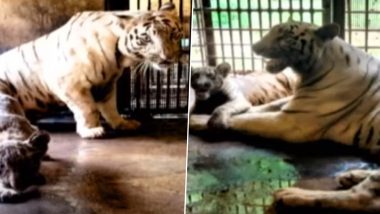 White Tiger Gave Birth To Cub Video: छत्तीसगढ़ के मैत्री बाग चिड़ियाघर में सफेद बाघिन ने नर शावक को दिया जन्म