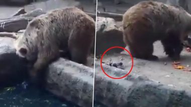 Viral Video: पानी में डूबते कौए के लिए मसीहा बना भालू, ऐसे बचाई पक्षी की जान