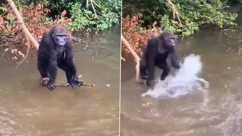 नदी के ऊपर पेड़ पर झूलते गोरिल्ला ने की ऐसी हरकत, Viral Video देख खुश हो जाएगा आपका दिल