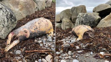 Viral Pics: आयरलैंड में समंदर किनारे मृत अवस्था में मिला रहस्यमय जीव, सिर कटे शव को देख उड़े लोगों के होश