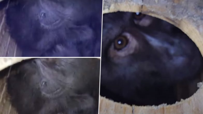Video: म्यांमार से तस्करी कर लाए गए 7 विदेशी प्राइमेट असम से जब्त, 2 गिरफ्तार