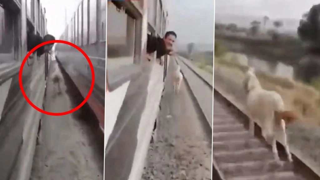 दो तेज रफ्तार ट्रेनों के बीच फंसा घोड़ा, Viral Video में देखें कैसे जानवर ने बचाई अपनी जान