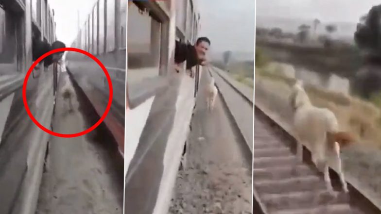 दो तेज रफ्तार ट्रेनों के बीच फंसा घोड़ा, Viral Video में देखें कैसे जानवर ने बचाई अपनी जान