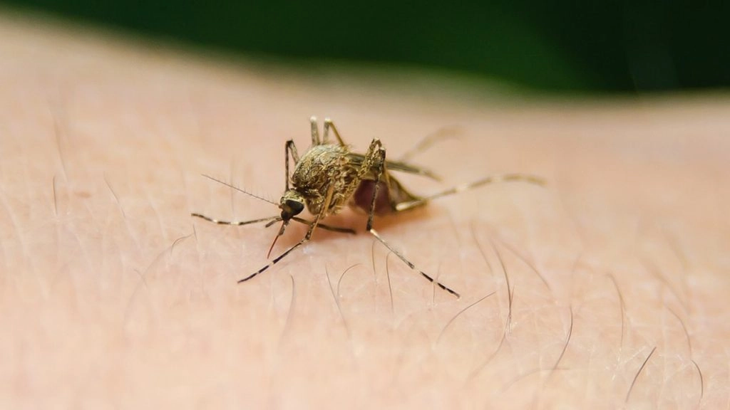 Zika Virus: कर्नाटक में जिका वायरस का पहला केस, 5 साल की बच्ची हुई संक्रमित