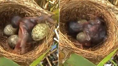 Viral Video: पैदा होते ही इस पक्षी ने ले ली अपने अजन्मे भाई-बहनों की जान, घोंसले से बाहर फेंके सारे अंडे