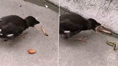 पहली बार खाने की तलाश में निकला नन्हा पक्षी, जिंदा कीड़े का शिकार करते समय हुए ऐसी हालत (Watch Viral Video)