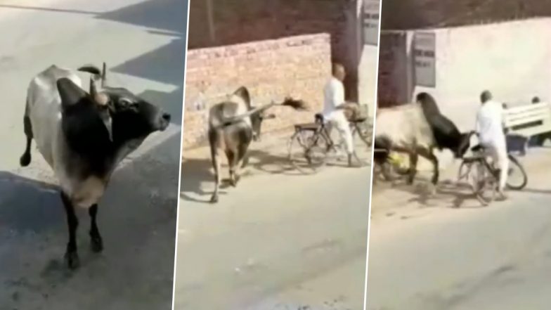 किसी ने फेंका पानी तो गुस्से में आगबबूला हो गया सांड, सड़क से जा रहे साइकिल सवार बुजुर्ग उठाक जमीन पर पटका (Watch Viral Video)