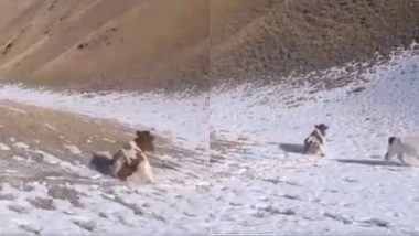 पहाड़ों पर बर्फबारी के बीच स्लाइड करती दिखी गाय, उसके मदमस्त अंदाज ने जीता सबका दिल (Watch Viral Video)