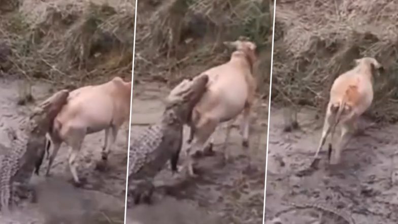 Viral Video: खूंखार मगरमच्छ ने किया गाय पर पीछे से हमला, फिर जो हुआ... देखें रोंगटे खड़े कर देने वाला वीडियो