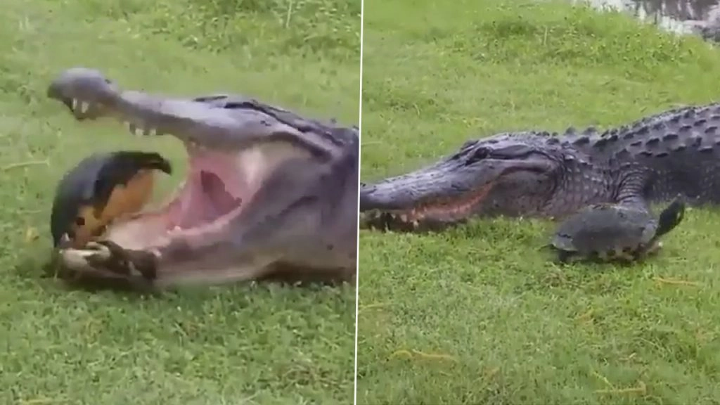 जबड़े में दबोचने के बावजूद भी कछुए का शिकार नहीं कर पाया मगरमच्छ, Viral Video देख आप भी हो जाएंगे हैरान