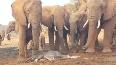 Viral Video: पहले बच्चे को जन्म देती हथिनी की मदद के लिए इकट्ठा हुआ हाथियों का झुंड, वीडियो हुआ वायरल | 👍 LatestLY हिन्दी