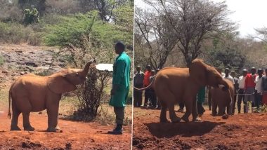 Viral Video: गुस्साए हाथी ने जमकर मचाया उत्पात, सूंड से उठाकर बाइक को फुटबॉल की तरह फेंका