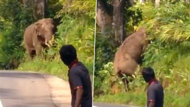 जंगली हाथी को देखते ही सेल्फी लेने में जुट गए लोग, घबराए गजराज ने उठाया ऐसा कदम… देखें Viral Video
