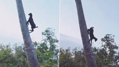 मजे से ताड़ के झाड़ पर चढ़ती नजर आई बकरी, उसके अंदाज ने उड़ाए लोगों के होश (Watch Viral Video)
