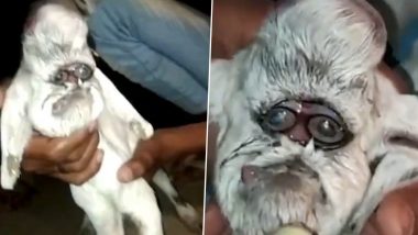 Goat Born With Human-Like Face: मध्य प्रदेश में बकरी ने दिया इंसान जैसी शक्ल वाले बच्चे को जन्म, वीडियो देख हो जाएंगे हैरान